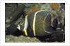 Intermediate form French Angelfish by Anonymous