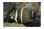 Intermediate form French Angelfish by Anonymous