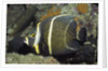 Intermediate form French Angelfish by Anonymous