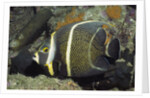Intermediate form French Angelfish by Anonymous