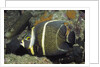 Intermediate form French Angelfish by Anonymous