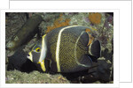 Intermediate form French Angelfish by Anonymous
