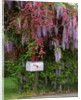 Wisteria blooms & Hawthorn tree blossoms by Anonymous