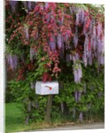 Wisteria blooms & Hawthorn tree blossoms by Anonymous