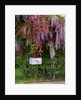 Wisteria blooms & Hawthorn tree blossoms by Anonymous