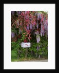 Wisteria blooms & Hawthorn tree blossoms by Anonymous