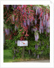 Wisteria blooms & Hawthorn tree blossoms by Anonymous