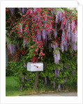 Wisteria blooms & Hawthorn tree blossoms by Anonymous
