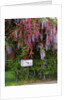 Wisteria blooms & Hawthorn tree blossoms by Anonymous