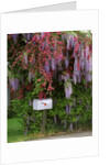 Wisteria blooms & Hawthorn tree blossoms by Anonymous