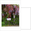 Wisteria blooms & Hawthorn tree blossoms by Anonymous