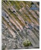 Flowers on basalt wall by Anonymous