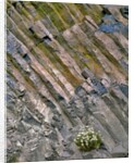 Flowers on basalt wall by Anonymous
