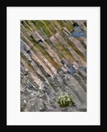 Flowers on basalt wall by Anonymous