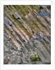 Flowers on basalt wall by Anonymous