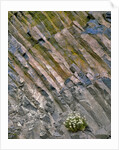 Flowers on basalt wall by Anonymous