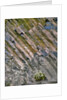 Flowers on basalt wall by Anonymous