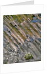 Flowers on basalt wall by Anonymous
