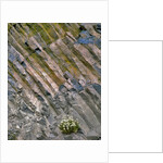 Flowers on basalt wall by Anonymous