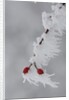 Frost on a twig of dog rose by Anonymous