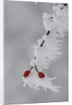 Frost on a twig of dog rose by Anonymous