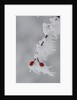 Frost on a twig of dog rose by Anonymous