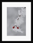 Frost on a twig of dog rose by Anonymous
