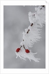 Frost on a twig of dog rose by Anonymous
