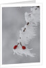 Frost on a twig of dog rose by Anonymous