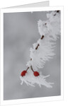 Frost on a twig of dog rose by Anonymous