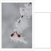 Frost on a twig of dog rose by Anonymous