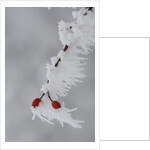 Frost on a twig of dog rose by Anonymous