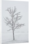 A solitary tree covered with frost in Hungary by Anonymous