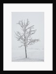 A solitary tree covered with frost in Hungary by Anonymous