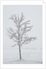 A solitary tree covered with frost in Hungary by Anonymous