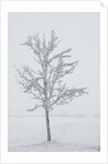 A solitary tree covered with frost in Hungary by Anonymous