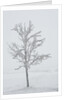 A solitary tree covered with frost in Hungary by Anonymous