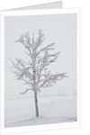 A solitary tree covered with frost in Hungary by Anonymous