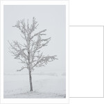 A solitary tree covered with frost in Hungary by Anonymous