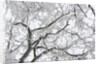 A tree covered with frost from bellow in Hungary by Anonymous