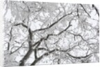 A tree covered with frost from bellow in Hungary by Anonymous