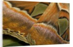 Details of the wings of Atlas moth, which is the largest moth in the world by Anonymous