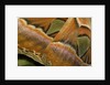 Details of the wings of Atlas moth, which is the largest moth in the world by Anonymous