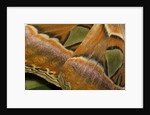 Details of the wings of Atlas moth, which is the largest moth in the world by Anonymous