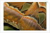 Details of the wings of Atlas moth, which is the largest moth in the world by Corbis