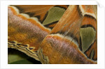 Details of the wings of Atlas moth, which is the largest moth in the world by Anonymous