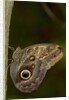 Tropical butterfly resting on a branch. by Anonymous