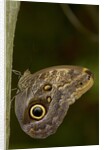 Tropical butterfly resting on a branch. by Anonymous