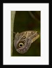 Tropical butterfly resting on a branch. by Anonymous