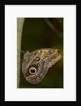 Tropical butterfly resting on a branch. by Anonymous